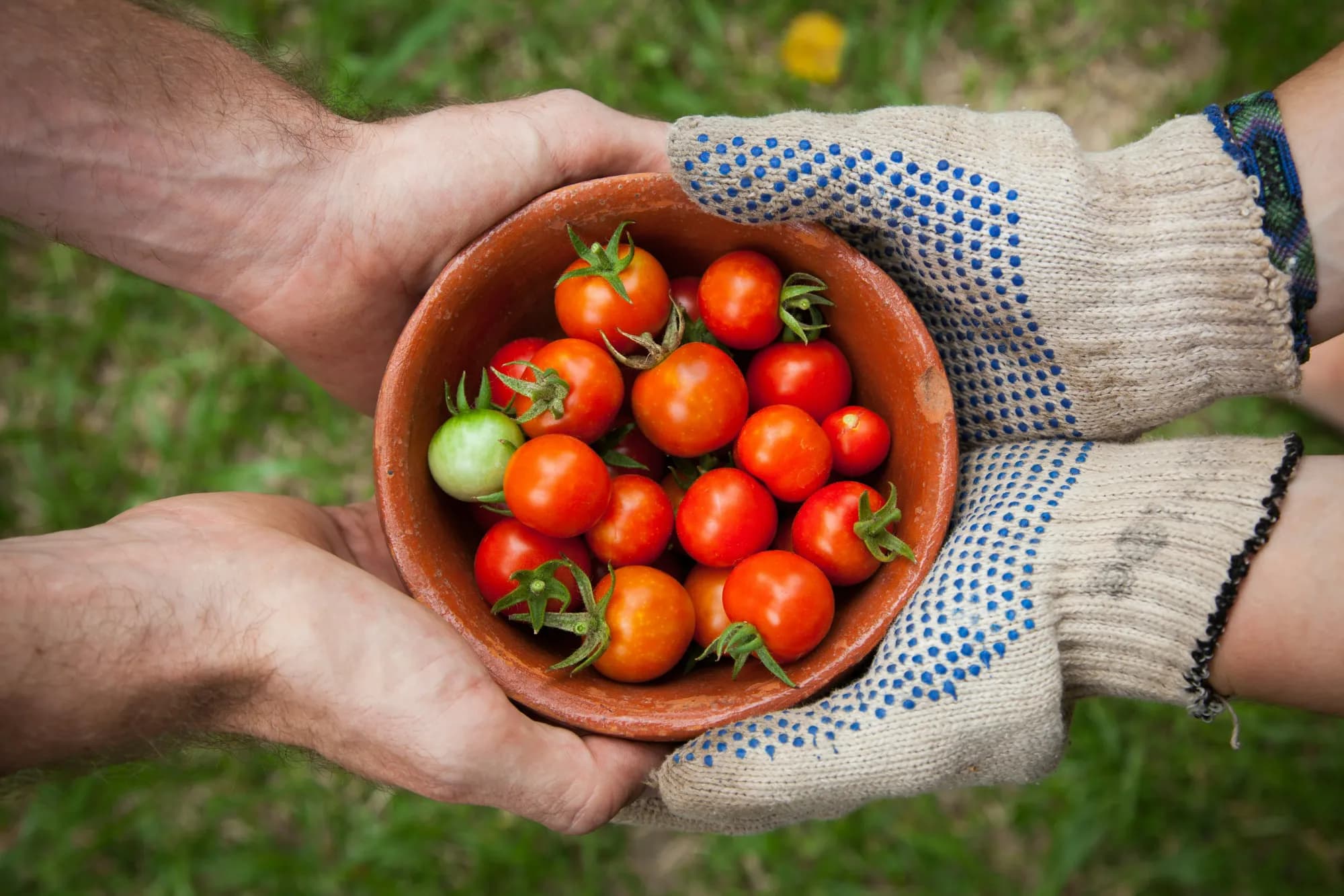 From Farm to Table: Capitalizing on the Growing Trend of Homesteading and Organic Cooking Niches