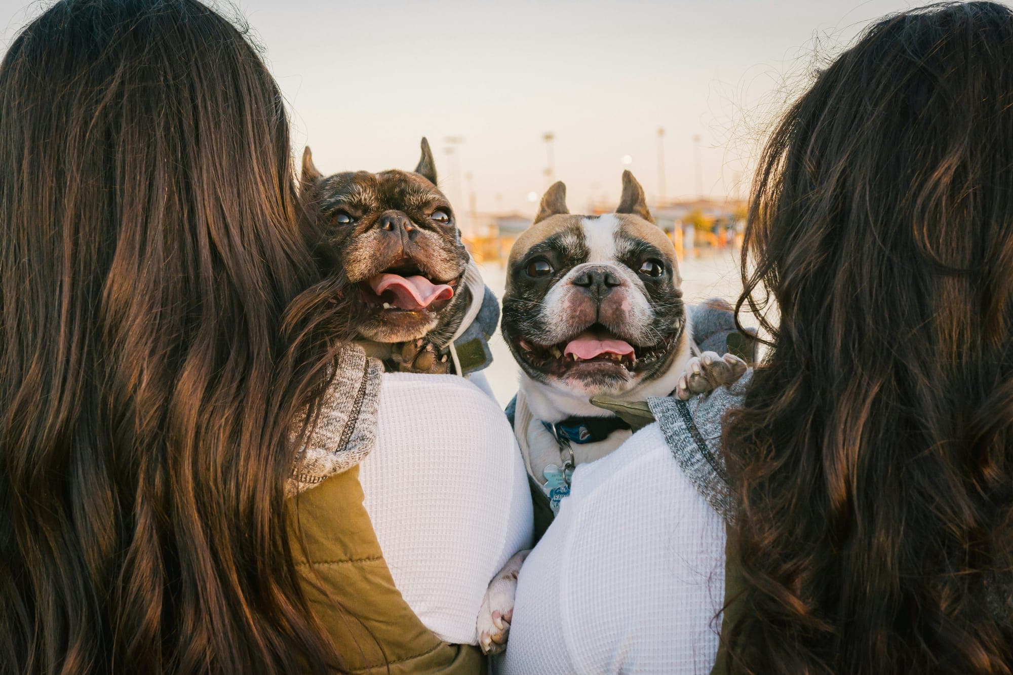 Pet Lovers' Paradise: How to Monetize Your Passion in Pet-Centric YouTube Niches